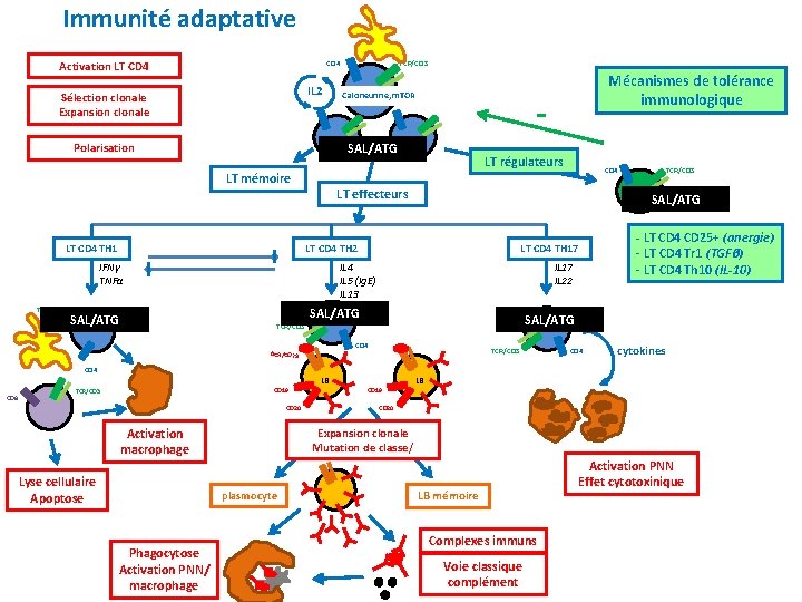Immunité adaptative Activation LT CD 4 IL 2 Sélection clonale Expansion clonale LT mémoire