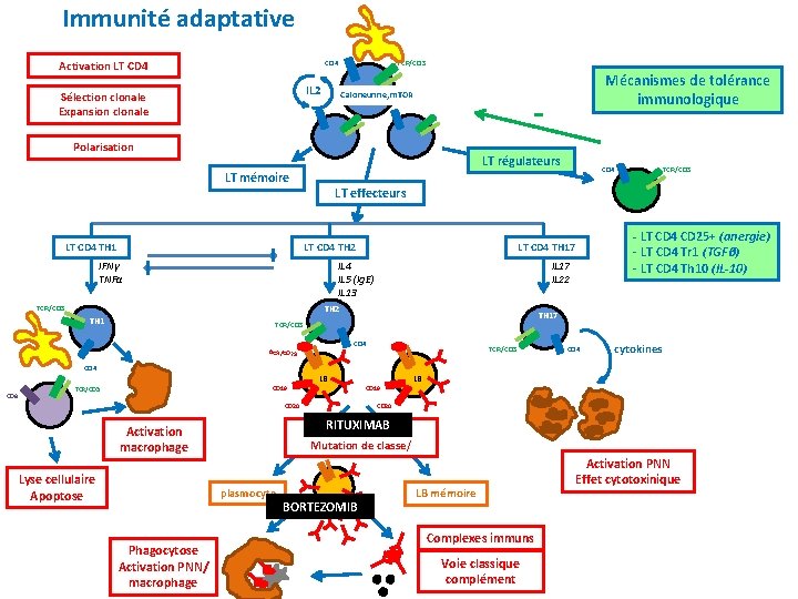 Immunité adaptative Activation LT CD 4 TCR/CD 3 CD 4 IL 2 Sélection clonale