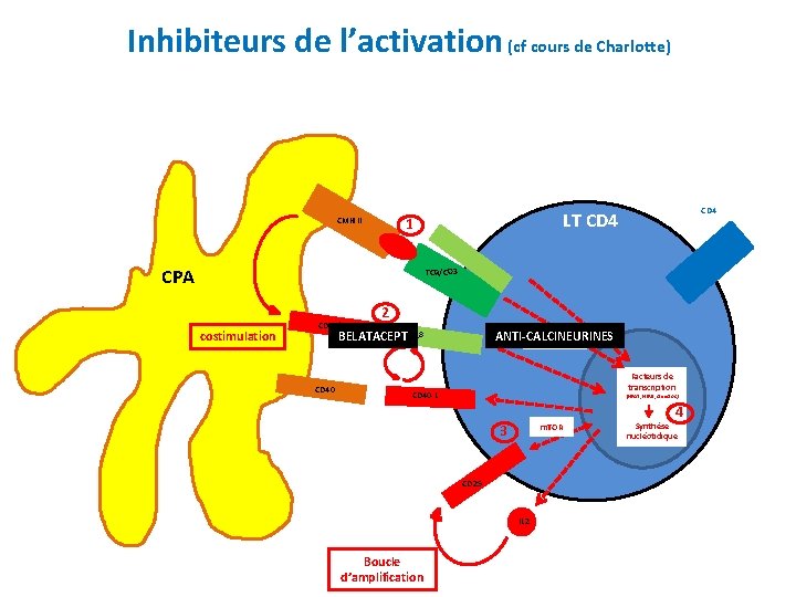 Inhibiteurs de l’activation (cf cours de Charlotte) CPA CD 4 LT CD 4 1