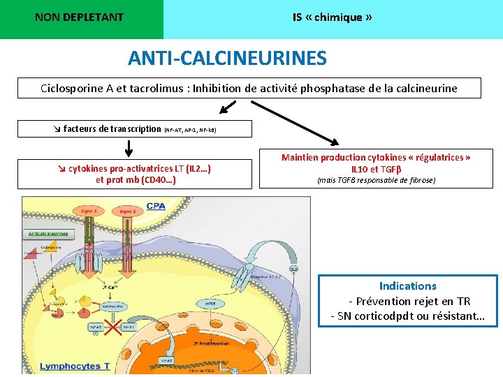 NON DEPLETANT IS « chimique » ANTI-CALCINEURINES Ciclosporine A et tacrolimus : Inhibition de