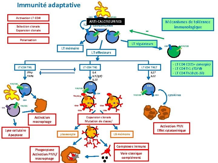 Immunité adaptative Activation LT CD 4 TCR/CD 3 CD 4 IL 2 Sélection clonale