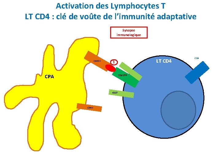 Activation des Lymphocytes T LT CD 4 : clé de voûte de l’immunité adaptative