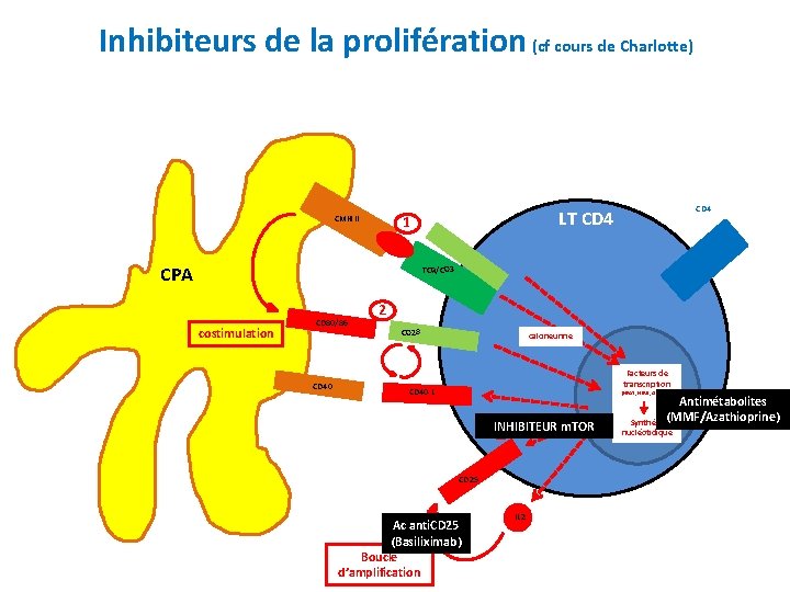 Inhibiteurs de la prolifération (cf cours de Charlotte) CPA CD 4 LT CD 4