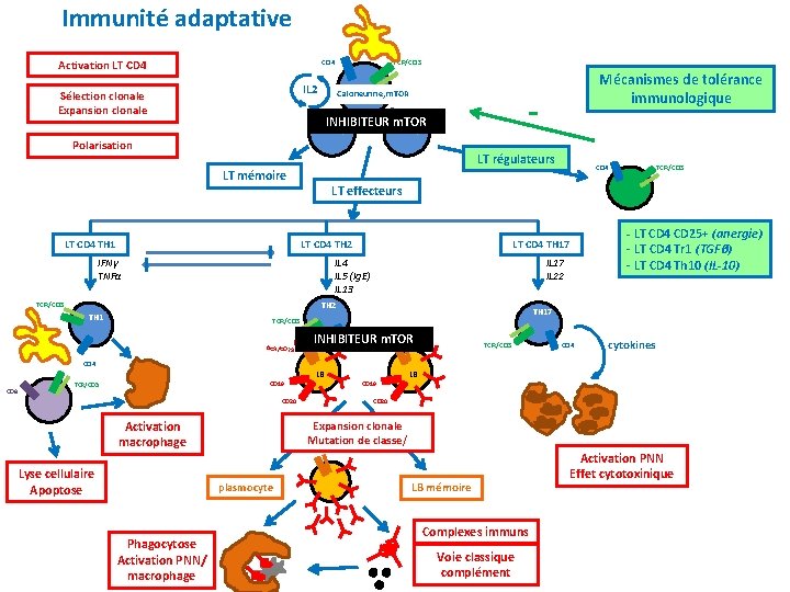Immunité adaptative Activation LT CD 4 TCR/CD 3 CD 4 IL 2 Sélection clonale