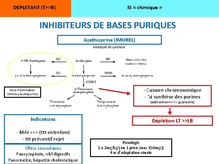 DEPLETANT (T>>B) IS « chimique » INHIBITEURS DE BASES PURIQUES Azathioprine (IMUREL) Imidazolé de