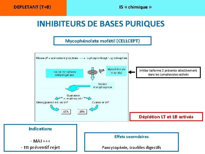 DEPLETANT (T+B) IS « chimique » INHIBITEURS DE BASES PURIQUES Mycophénolate mofétil (CELLCEPT) Inhibe