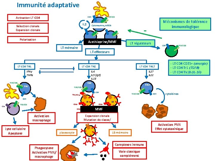 Immunité adaptative Activation LT CD 4 TCR/CD 3 CD 4 IL 2 Sélection clonale