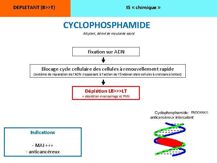 DEPLETANT (B>>T) IS « chimique » CYCLOPHOSPHAMIDE Alkylant, dérivé de moutarde azoté Fixation sur
