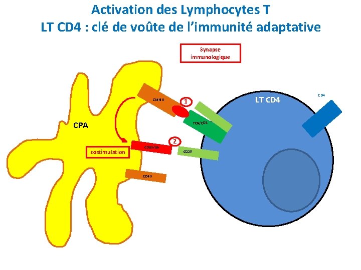Activation des Lymphocytes T LT CD 4 : clé de voûte de l’immunité adaptative