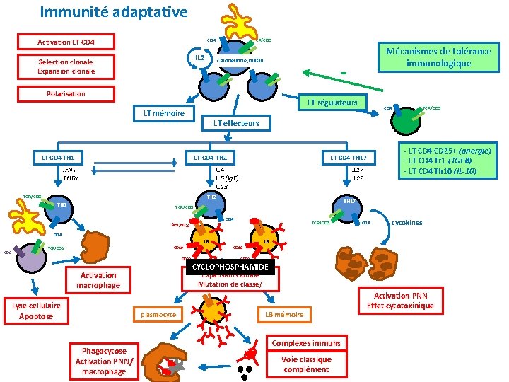 Immunité adaptative Activation LT CD 4 TCR/CD 3 CD 4 IL 2 Sélection clonale