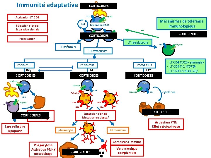 Immunité adaptative CORTICOIDES Activation LT CD 4 TCR/CD 3 CD 4 IL 2 Sélection