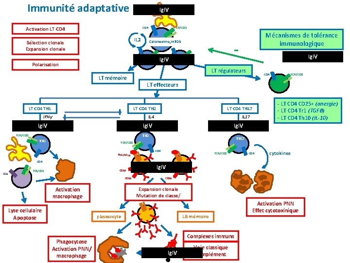Immunité adaptative Ig. IV Activation LT CD 4 TCR/CD 3 CD 4 IL 2