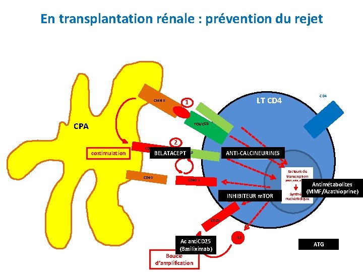 En transplantation rénale : prévention du rejet CPA CD 4 LT CD 4 1