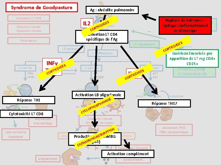 Syndrome de Goodpasture Ag : alvéolite pulmonaire Activation LT CD 4 IL 2 Sélection