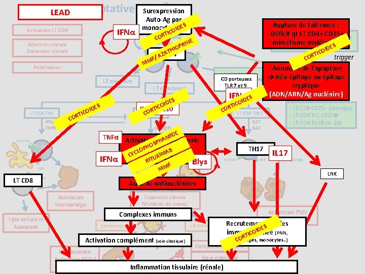 Immunité adaptative LEAD IFNα Activation LT CD 4 Surexpression Auto-Ag par ES CD 4