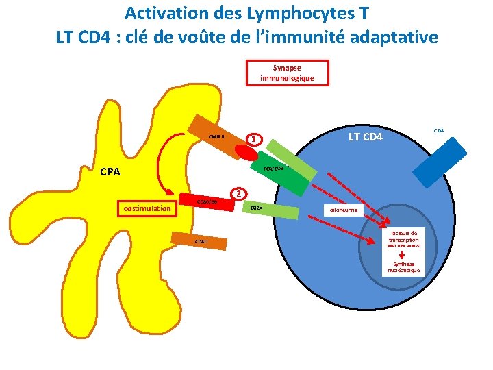 Activation des Lymphocytes T LT CD 4 : clé de voûte de l’immunité adaptative