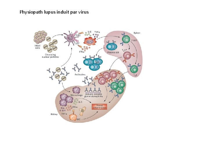 Physiopath lupus induit par virus 