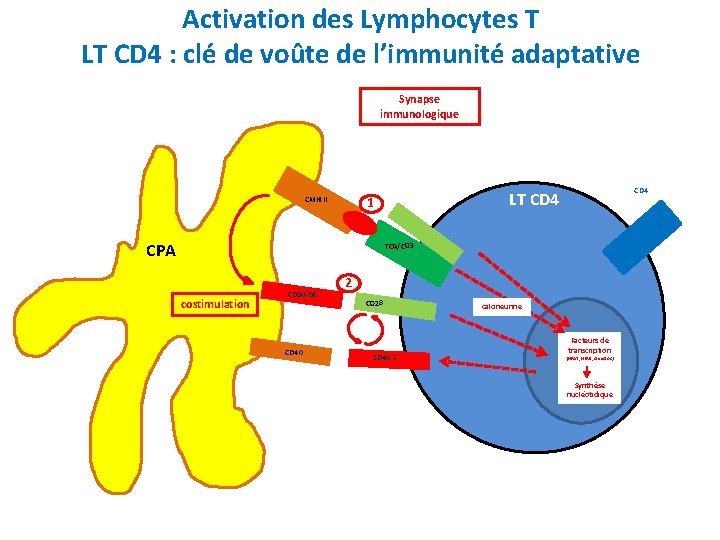Activation des Lymphocytes T LT CD 4 : clé de voûte de l’immunité adaptative