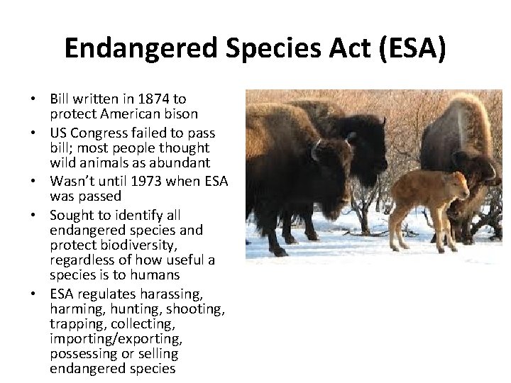 Endangered Species Act (ESA) • Bill written in 1874 to protect American bison •