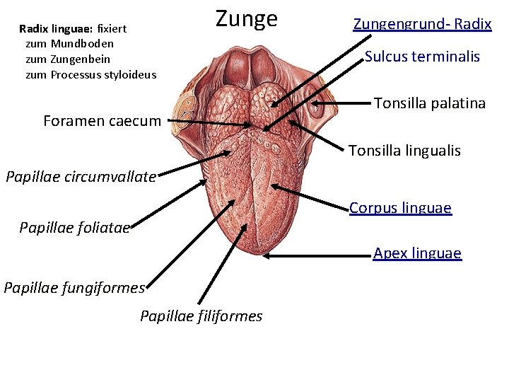 Radix linguae: fixiert zum Mundboden zum Zungenbein zum Processus styloideus Zunge Foramen caecum Zungengrund-