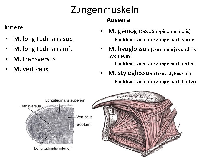 Zungenmuskeln Innere • • M. longitudinalis sup. M. longitudinalis inf. M. transversus M. verticalis