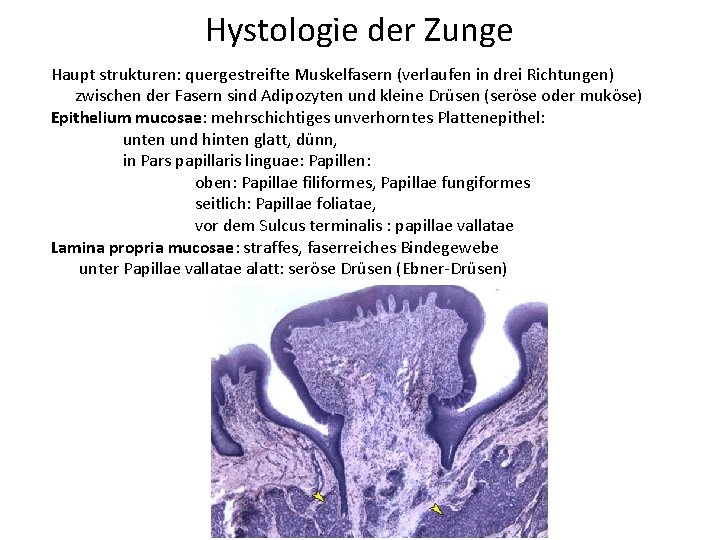 Hystologie der Zunge Haupt strukturen: quergestreifte Muskelfasern (verlaufen in drei Richtungen) zwischen der Fasern