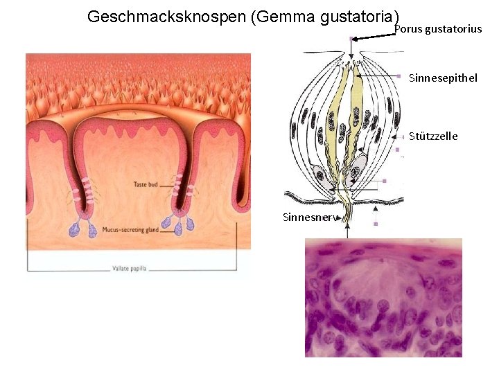 Geschmacksknospen (Gemma gustatoria) Porus gustatorius Sinnesepithel Stützzelle Sinnesnerv 