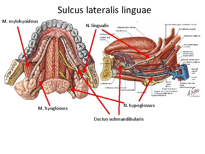 Sulcus lateralis linguae M. mylohyoideus M. hyoglossus N. lingualis N. hypoglossus Ductus submandibularis 