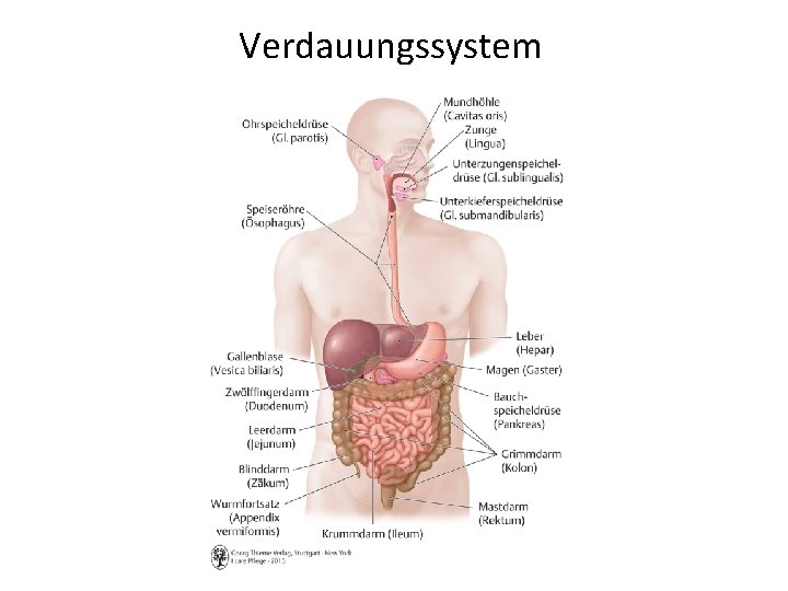 Verdauungssystem 