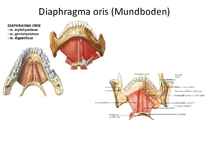 Diaphragma oris (Mundboden) 