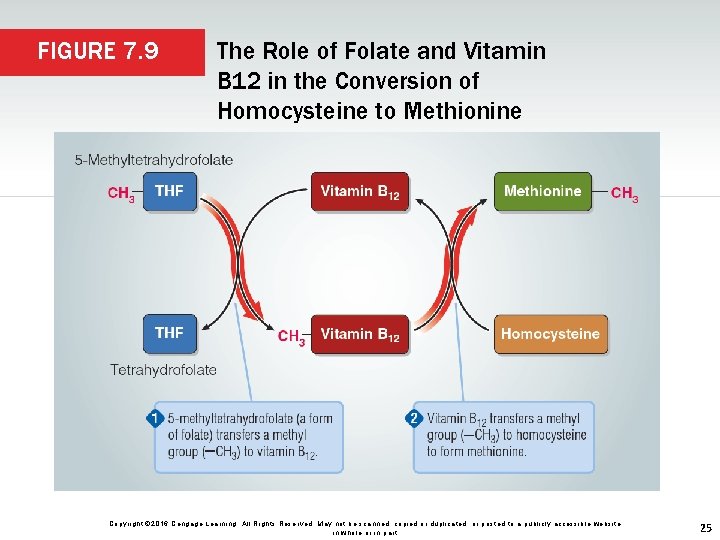 FIGURE 7. 9 The Role of Folate and Vitamin B 12 in the Conversion