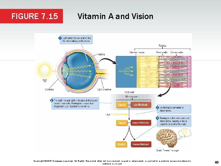 FIGURE 7. 15 Vitamin A and Vision Copyright © 2016 Cengage Learning. All Rights