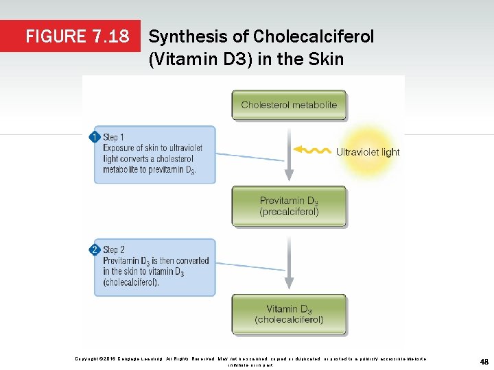 FIGURE 7. 18 Synthesis of Cholecalciferol (Vitamin D 3) in the Skin Copyright ©