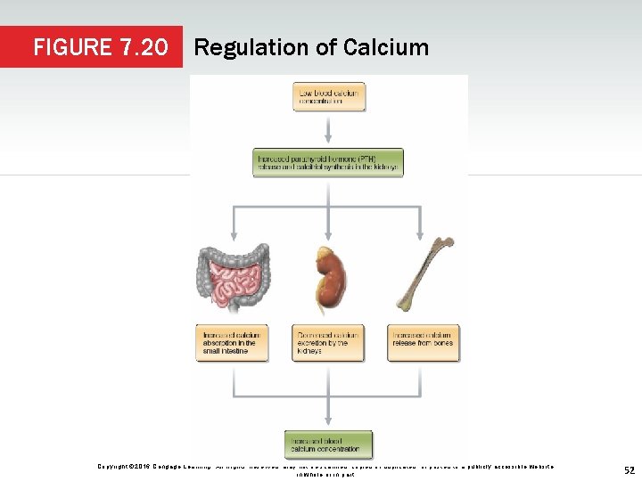 FIGURE 7. 20 Regulation of Calcium Copyright © 2016 Cengage Learning. All Rights Reserved.