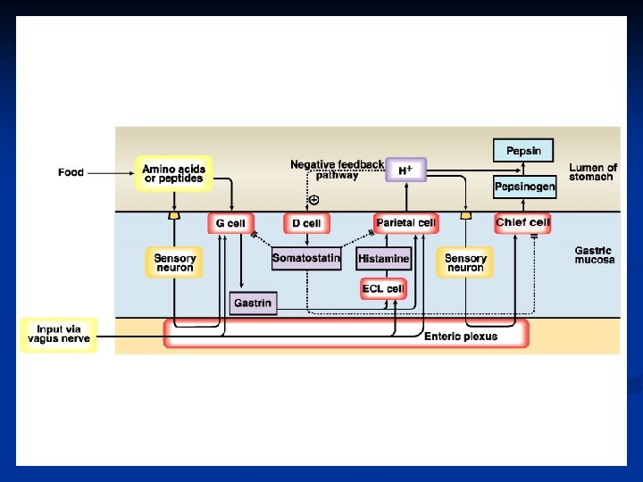 Gastric Juice N Properties P H 0 91