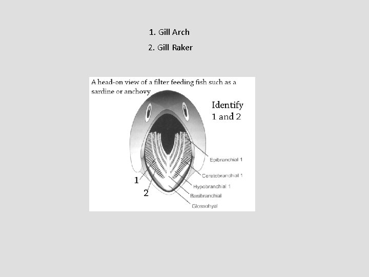 1. Gill Arch 2. Gill Raker 