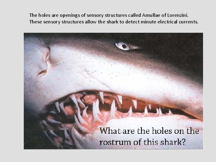 The holes are openings of sensory structures called Amullae of Lorenzini. These sensory structures