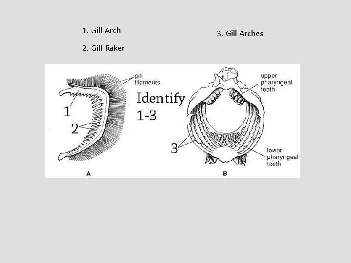 1. Gill Arch 2. Gill Raker 3. Gill Arches 
