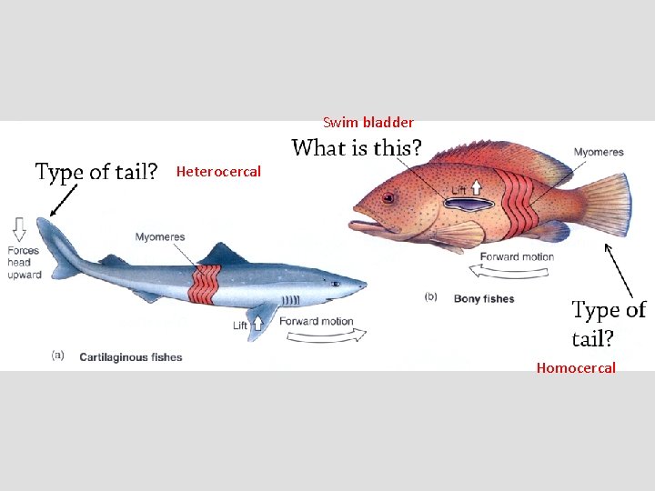 Swim bladder Heterocercal Homocercal 