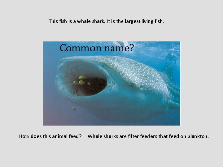 This fish is a whale shark. It is the largest living fish. How does