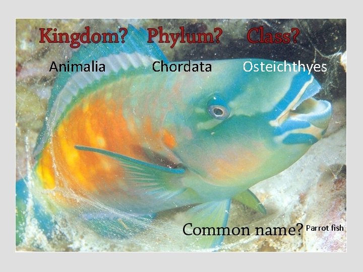 Animalia Chordata Osteichthyes Parrot fish 