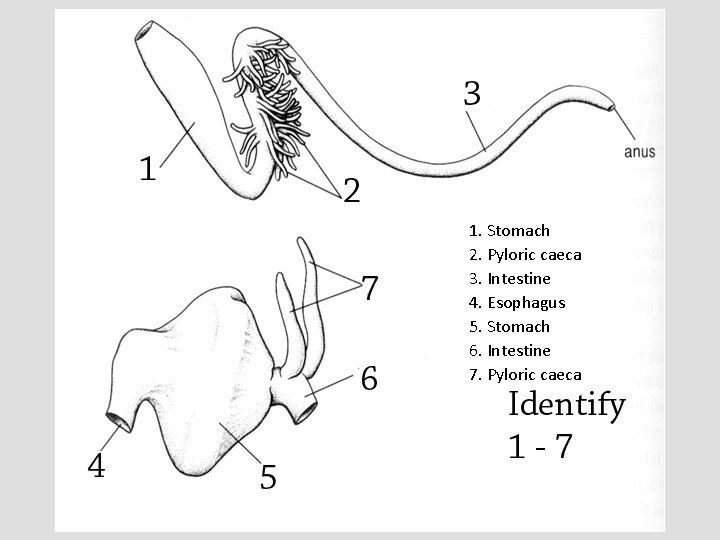 1. Stomach 2. Pyloric caeca 3. Intestine 4. Esophagus 5. Stomach 6. Intestine 7.