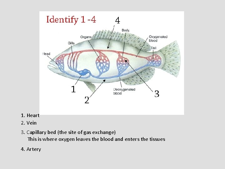 1. Heart 2. Vein 3. Capillary bed (the site of gas exchange) This is