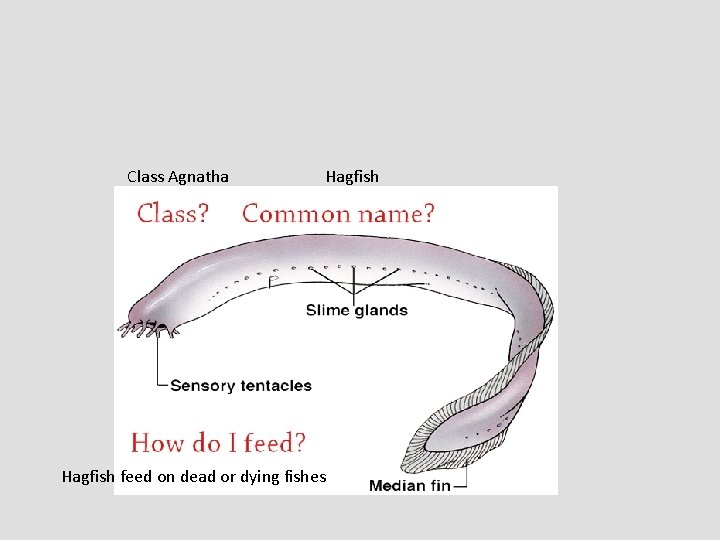 Class Agnatha Hagfish feed on dead or dying fishes 