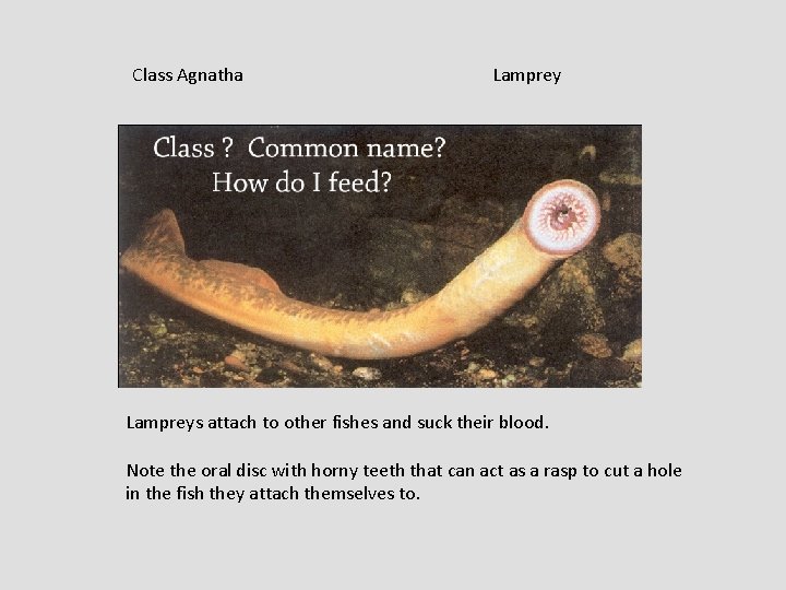 Class Agnatha Lampreys attach to other fishes and suck their blood. Note the oral