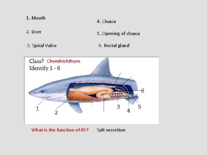 1. Mouth 4. Cloaca 2. Liver 5. Opening of cloaca 3. Spiral Valve 6.