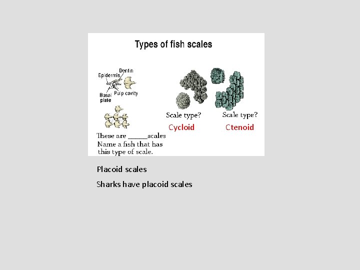 Cycloid Placoid scales Sharks have placoid scales Ctenoid 
