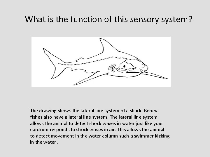 What is the function of this sensory system? The drawing shows the lateral line