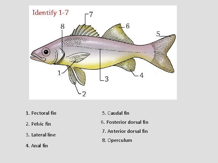 1. Pectoral fin 5. Caudal fin 2. Pelvic fin 6. Posterior dorsal fin 3.