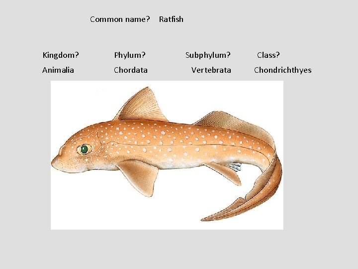 Common name? Ratfish Kingdom? Phylum? Subphylum? Animalia Chordata Vertebrata Class? Chondrichthyes 